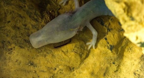 Исследователи обнаружили саламандру, которая не двигалась со своего места более 7 лет