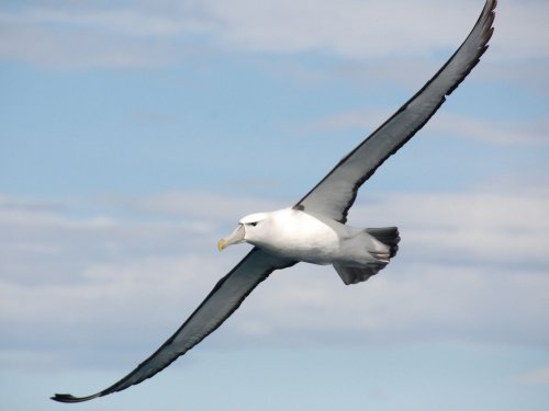 Альбатросы начнут вычислять браконьеров: Птицы получат особые радары