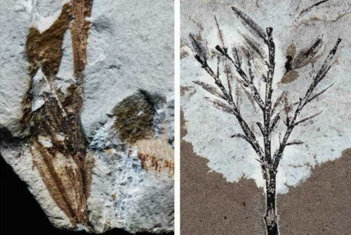 «Учёные поразились!»: Древнейший ископаемый бамбук оказался хвойной веткой