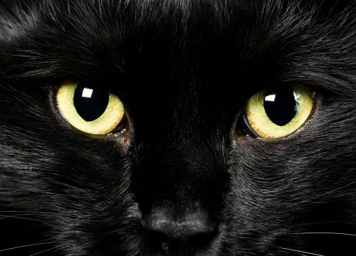 «Лечишься от рака, получаешь ночное зрение кошки?»: Учёные пытаются пояснить парадокс