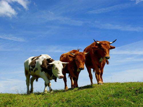 Изменение рациона коровы может дать более здоровое молоко, сыр, масло