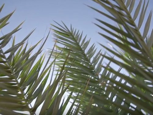 «Иудейская пальма возродится!»: Учёные используют семена, которым 2 тысячи лет