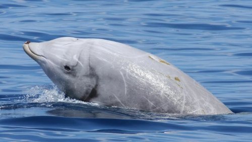 Клюворылые киты  спасаются от врагов, глубоко погружаясь в воду