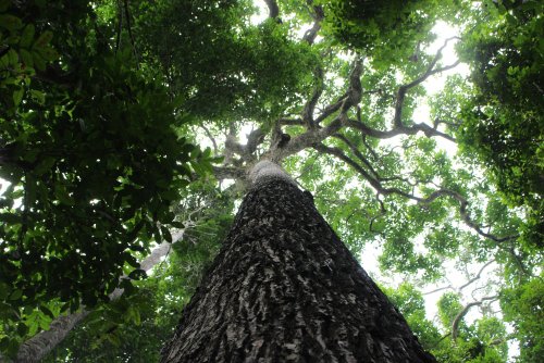 Тропические деревья — это живые капсулы человеческой истории