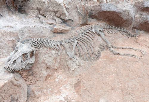 Редкое ископаемое  триасовой эпохи найдено в Бразилии