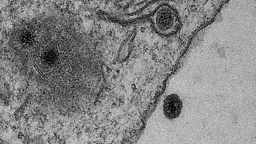 «Он не должен был существовать в природе»: Учёные открыли новый таинственный вирус