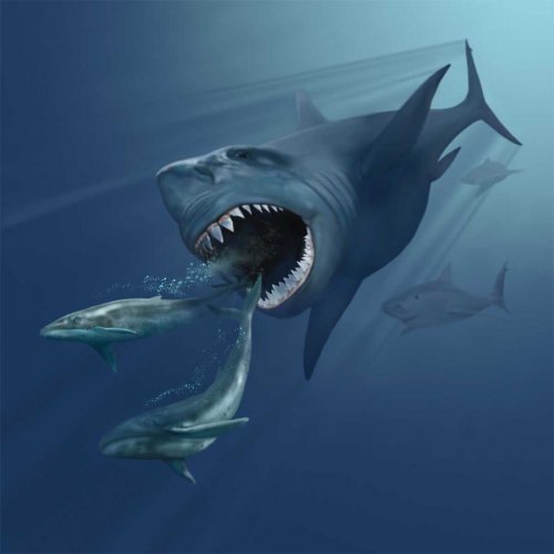 Белая акула поразила учёных: Хищницы жили на Земле 3,2 млн лет назад