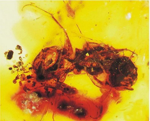 Первобытная пчела «законсервировалась» в куске янтаря – Учёные