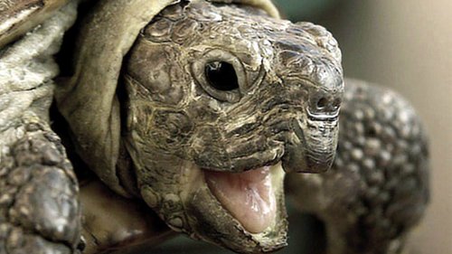«Трехметровый панцирь с рогами»: Учёные рассказали о внешнем виде древнейшей черепахи