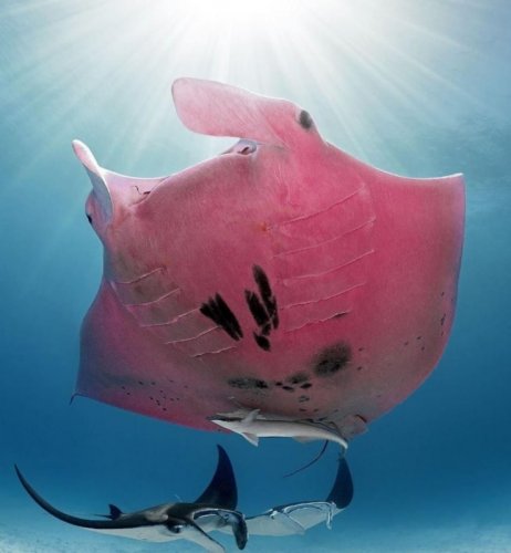Скат невероятного розового цвета показался у Большого Барьерного рифа