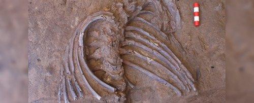 Исследователи нашли скелет неандертальца на знаменитом месте захоронения