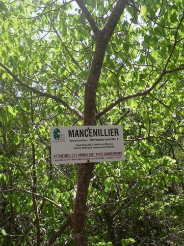 Карибы отпугивают туристов деревом смерти