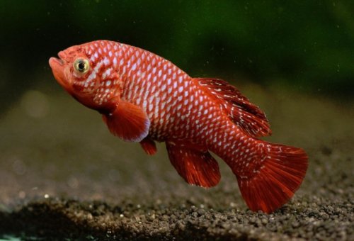 Рыбы могут удваивать срок своей жизни, устраивая диапаузу – Учёные