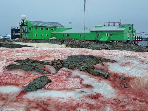 Украинскую станцию в Арктике накрыло «кровавым снегом»