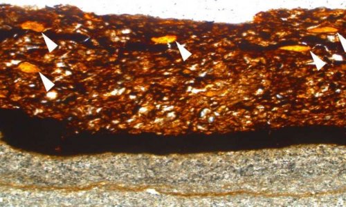 В окаменевших листьях ученые нашли  сокровище возрастом 110 млн лет