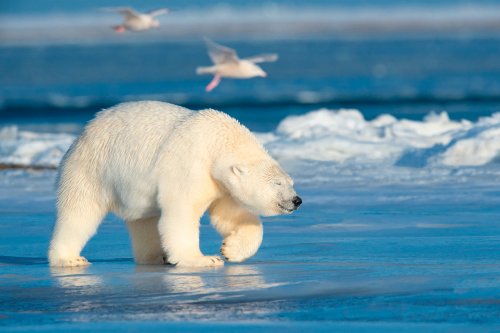 Белые медведи-людоеды появились в Арктике