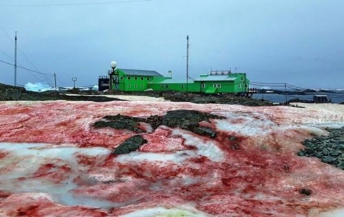 «Антарктида становится кровавой!»: Снег на материке приобрёл малиновый цвет