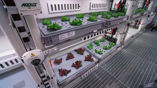 Будущие космонавты будут выращивать овощи  в орбитальной теплице