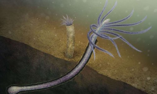 Ранний червь потерял нижние конечности для трубного образа жизни
