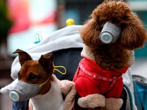 В Гонконге у собаки обнаружили коронавирус