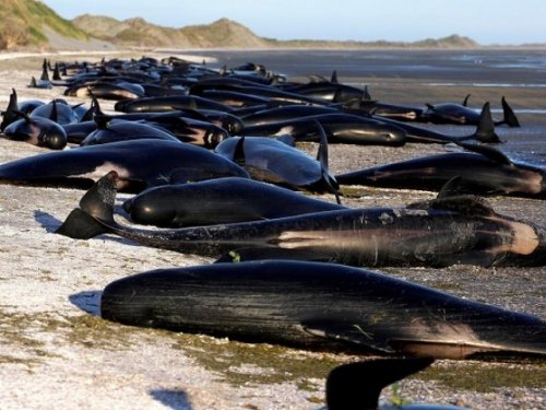 Существует  связь между выбросом китов на берег и солнечными штормами
