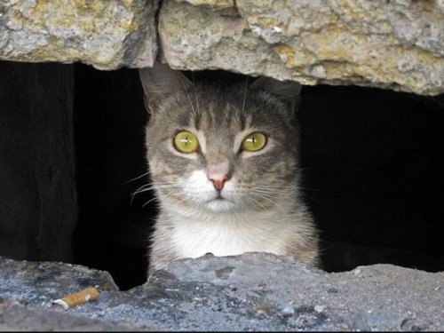 На Украине бродячих котов назвали частью экосистемы