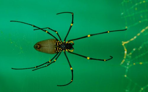Золотой паук-ткач завлекает жертв в паутину своей яркой окраской