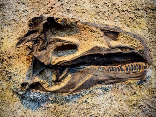 Древние останки динозавров содержали  то, что привело ученых в недоумение