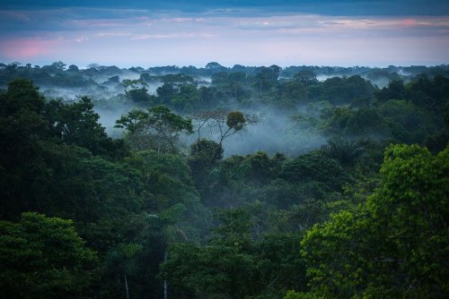 Леса Амазонки станут через 15 лет угрозой человечеству – Они перенасыщены углекислым газом