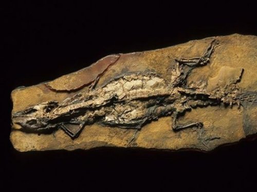 Тайну костей крокодила, обнаруженного в пустыне, археологи раскрыть не могут