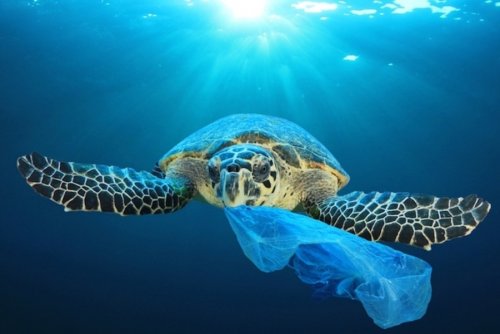 Черепахи поедают пластиковый мусор в океане – Учёные выяснили причину