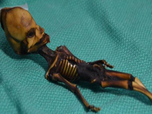 Странная история печально известного «инопланетного» скелета  раскрыта