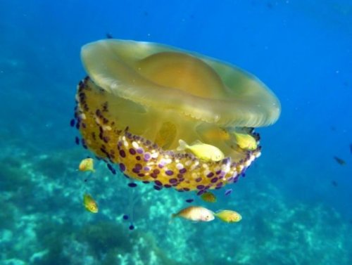 «Медуза сможет подарить человеку новую кожу!»: Учёные сделали невероятное открытие