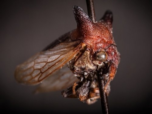 Недавно обнаруженные виды жуков с колючими рогами названы в честь Леди Гага