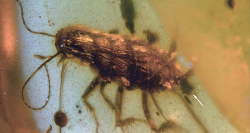 В янтаре обнаружен таракан возрастом 100 миллионов лет