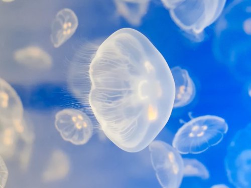 Для пересадки кожи могут применяться медузы