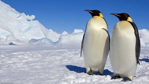 Найдена окаменелая шкура пингвина, существовавшего 43 миллиона лет назад