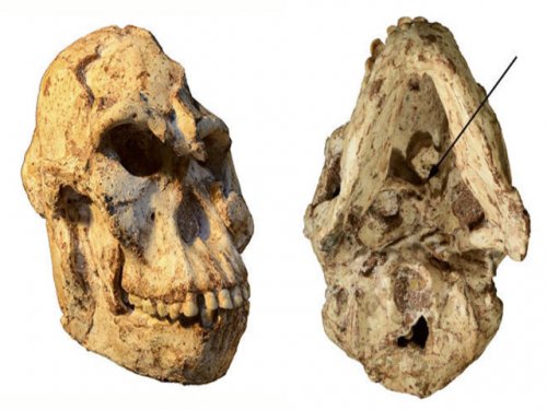Череп «маленькой ступни» рассказывает о жизни предков  более 3 млн  лет назад