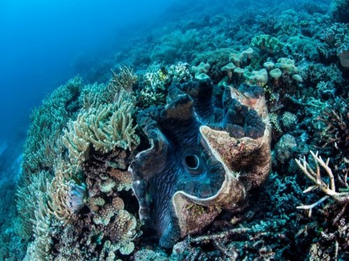 Гигантские моллюски могут быть источником данных о погоде миллионы лет назад
