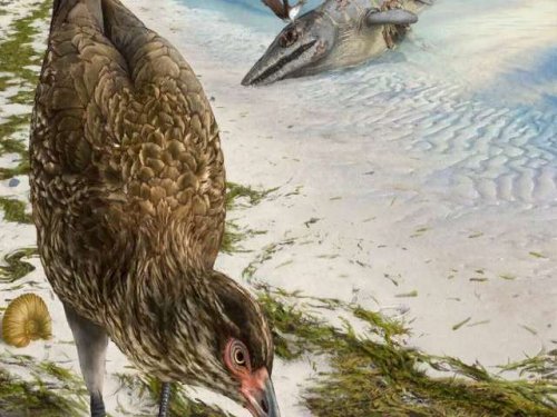 Окаменелость эпохи динозавров рассказывает о происхождение современных птиц