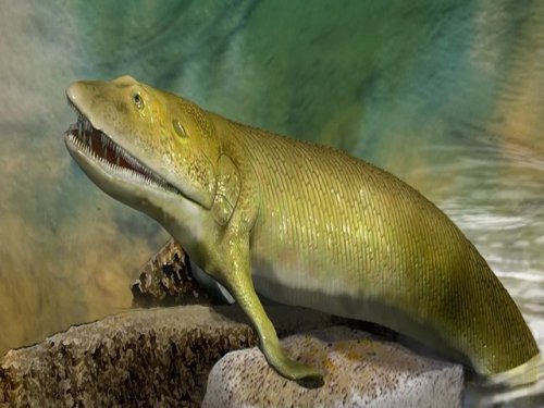 Древняя ископаемая рыба раскрывает эволюцию человеческой руки