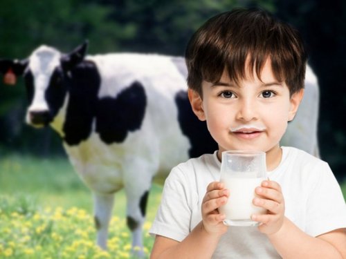 «Бурёнка идёт на помощь!»: Коровье молоко отлично борется с коронавирусом