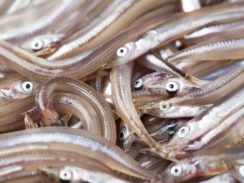 Ученые назвали песчанку важным звеном пищевой цепи морских животных