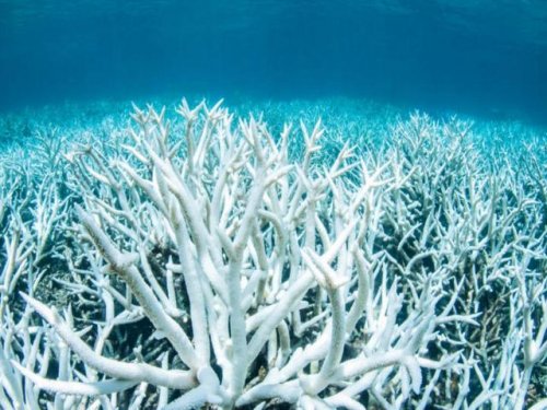 Большой Барьерный риф подвергся массовому обесцвечиванию кораллов