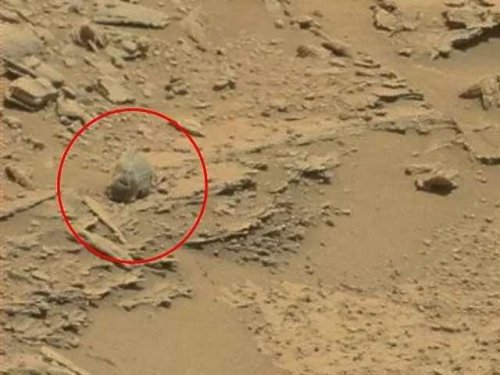 Уфолог утверждает, что доказал существование жизни на Марсе