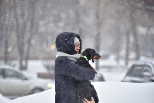 «Голь на выдумки хитра!»: Москвичи начали сдавать животных в аренду для их прогулки