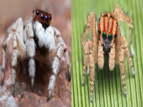 В Австралии нашли  несколько  очаровательных новых пауков
