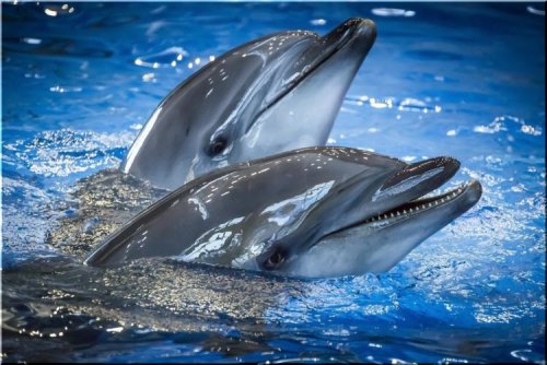 Дельфины-самцы способны петь дуэтом для завоевания внимания подруги
