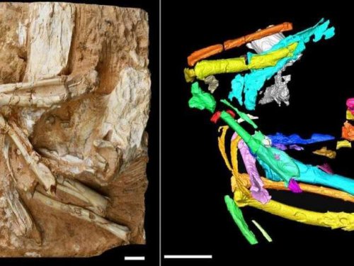 Скелет птицы возрастом  6 млн лет  рассказал о засушливом прошлом Тибетского плато