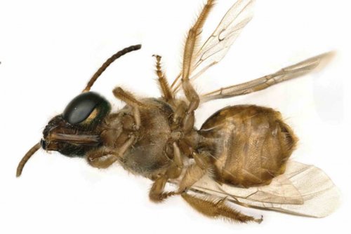 Учёные обнаружили пчелу-гермафродита